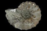 Fossil Ammonite (Pachydiscus) - Alaska #117202-1